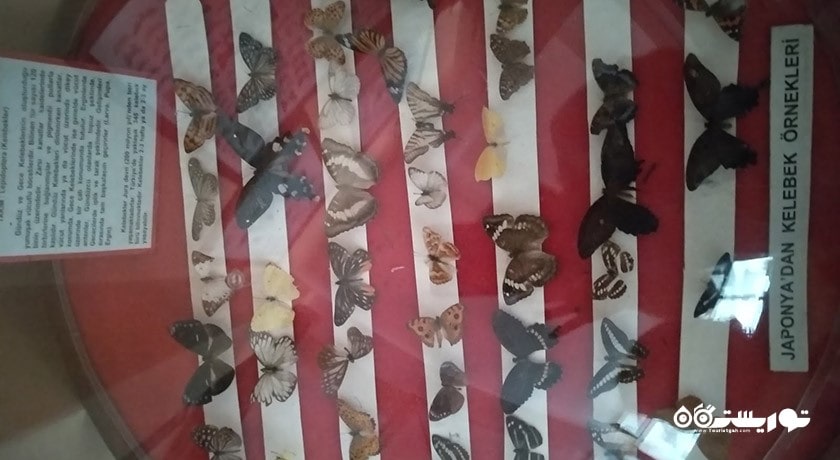  موزه تاریخ طبیعی دانشگاه اژه شهر ترکیه کشور ازمیر