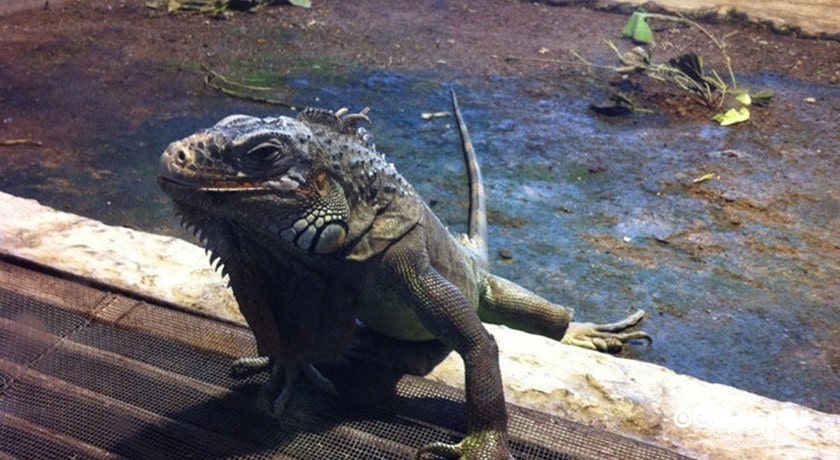 سرگرمی باغ وحش و مزرعه جنگلی آتاتورک شهر ترکیه کشور آنکارا