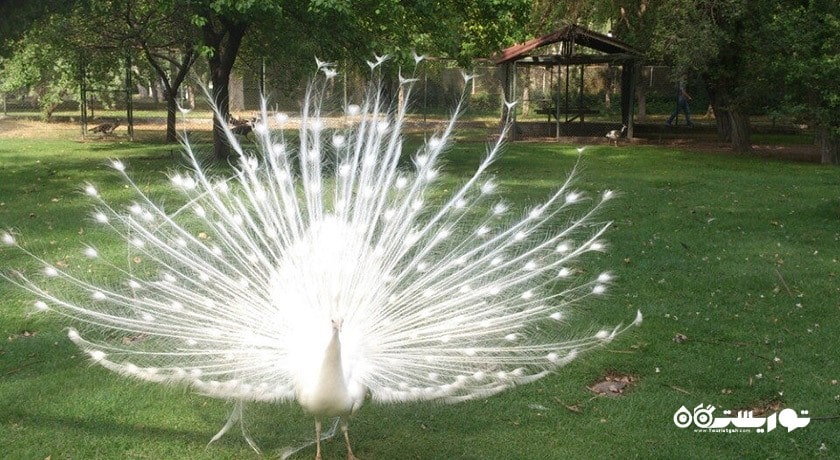 سرگرمی باغ وحش و مزرعه جنگلی آتاتورک شهر ترکیه کشور آنکارا