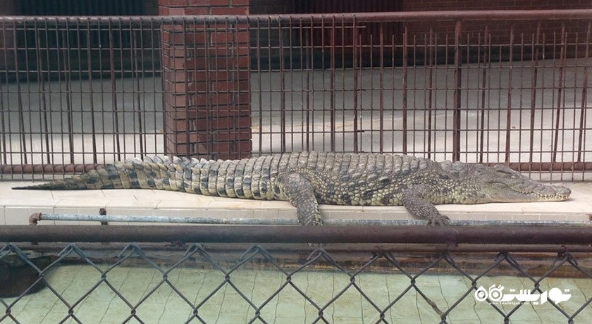 سرگرمی باغ وحش و مزرعه جنگلی آتاتورک شهر ترکیه کشور آنکارا