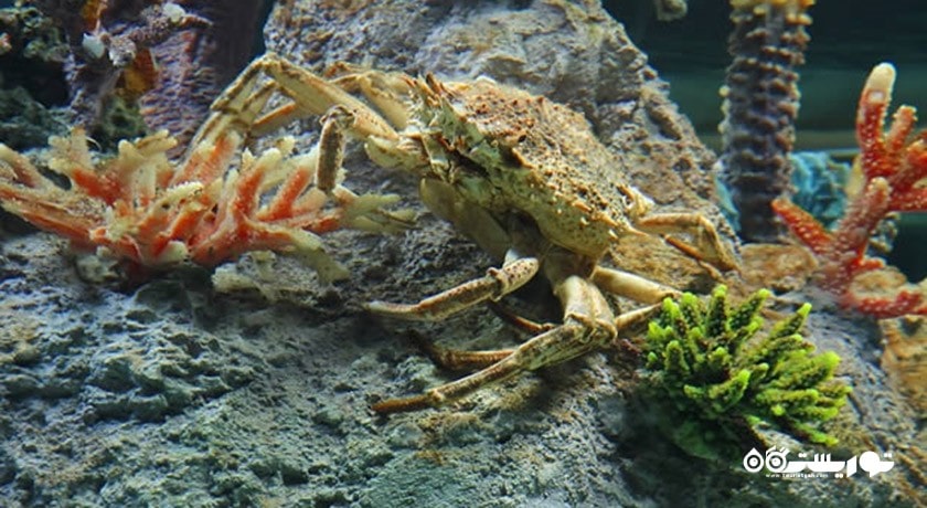 سرگرمی آکواریوم آکوا وگا شهر ترکیه کشور آنکارا