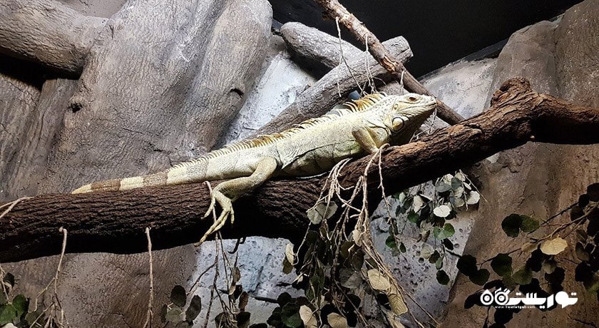 سرگرمی آکواریوم آکوا وگا شهر ترکیه کشور آنکارا