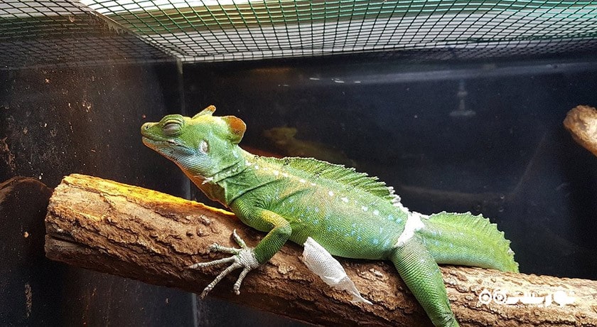 سرگرمی آکواریوم آکوا وگا شهر ترکیه کشور آنکارا