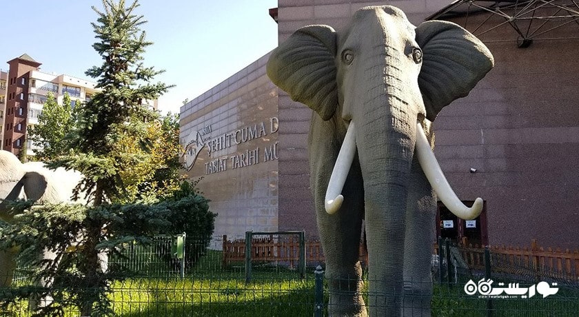  موزه تاریخ طبیعی شهر ترکیه کشور آنکارا