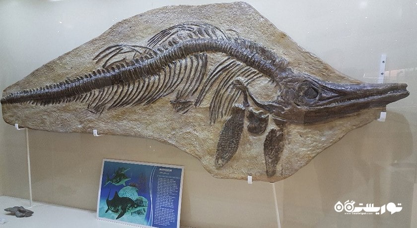  موزه تاریخ طبیعی شهر ترکیه کشور آنکارا