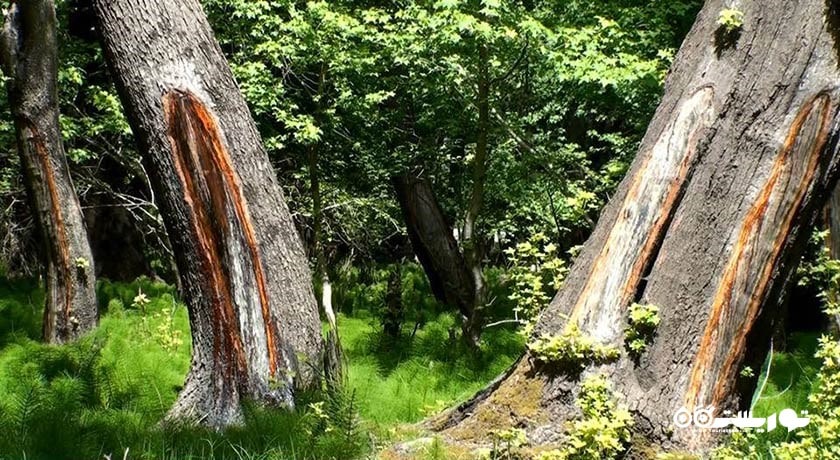 سرگرمی پارک ملی گونوجک شهر ترکیه کشور مارماریس