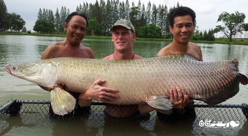 سرگرمی پارک ماهیگیری آمازون شهر تایلند کشور پاتایا