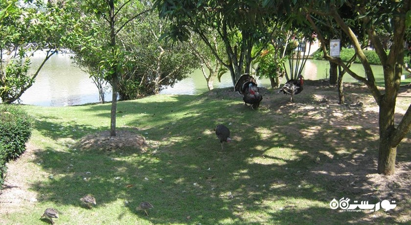 سرگرمی باغ گیاهان دارویی پاتایا شهر تایلند کشور پاتایا