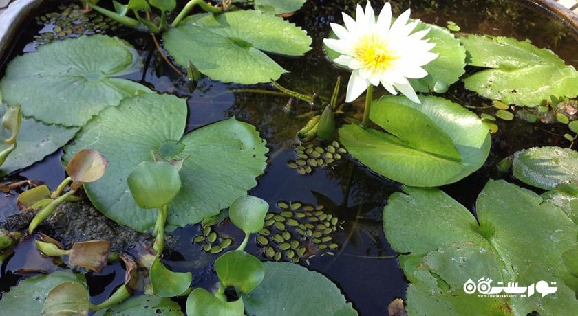 سرگرمی باغ گیاهان دارویی پاتایا شهر تایلند کشور پاتایا