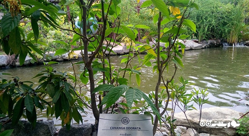 سرگرمی باغ گیاهان دارویی پاتایا شهر تایلند کشور پاتایا