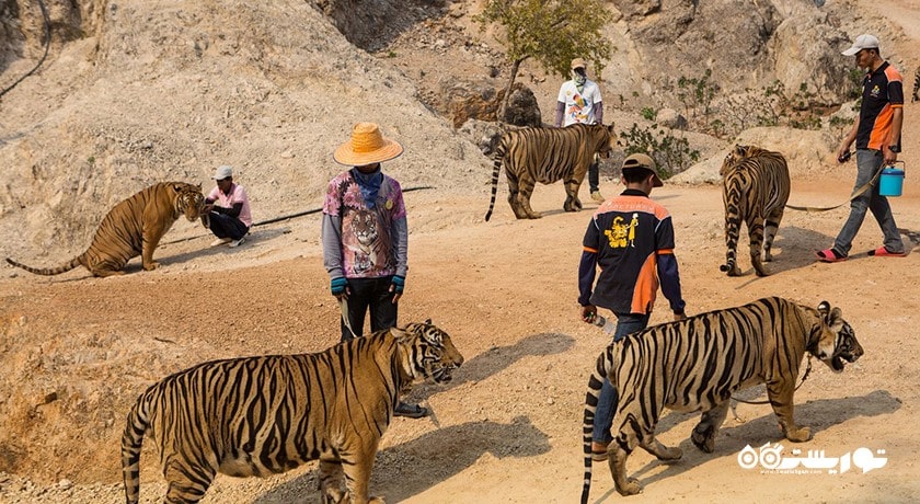 سرگرمی باغ وحش ببر سریراچا شهر تایلند کشور پاتایا