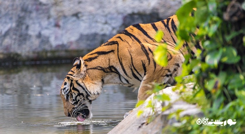 باغ وحش ببر سریراچا -  شهر پاتایا