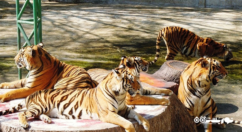 سرگرمی باغ وحش ببر سریراچا شهر تایلند کشور پاتایا