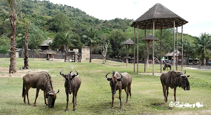 سرگرمی باغ وحش کائو کویی شهر تایلند کشور پاتایا