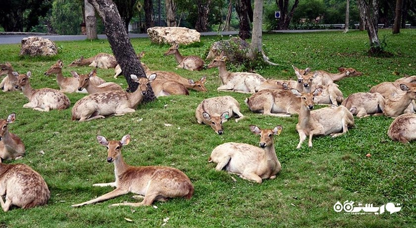 سرگرمی باغ وحش کائو کویی شهر تایلند کشور پاتایا