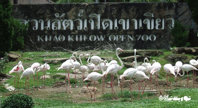 سرگرمی باغ وحش کائو کویی شهر تایلند کشور پاتایا