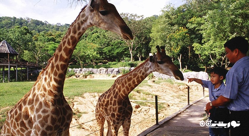 سرگرمی باغ وحش کائو کویی شهر تایلند کشور پاتایا