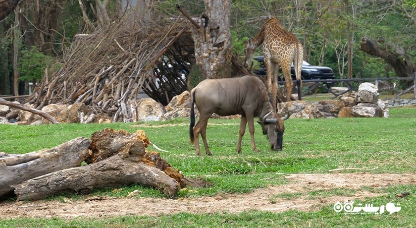 سرگرمی باغ وحش کائو کویی شهر تایلند کشور پاتایا