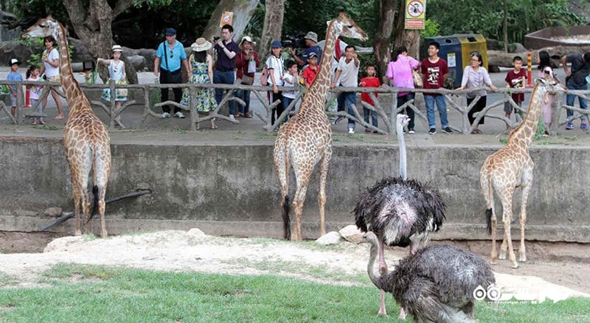 سرگرمی باغ وحش کائو کویی شهر تایلند کشور پاتایا