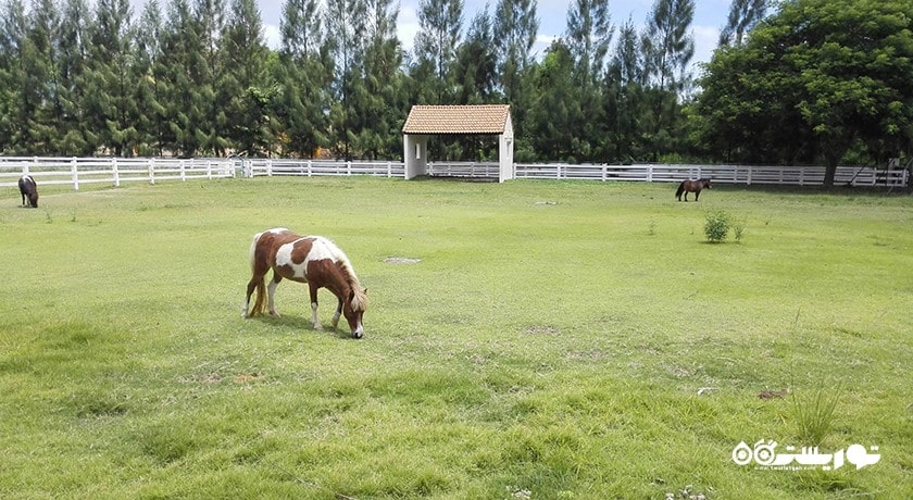 سرگرمی مزرعه گوسفند سوئیسی شهر تایلند کشور پاتایا