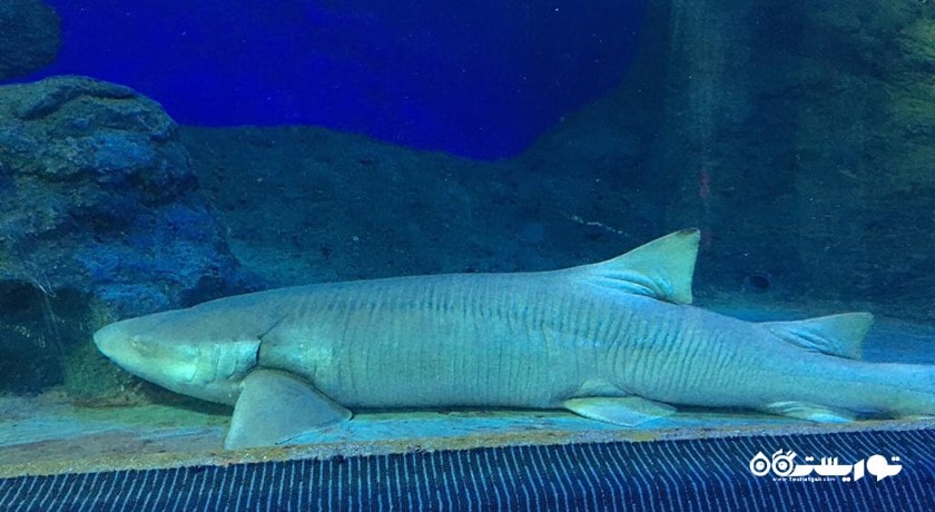 آکواریوم دنیای زیر آب پاتایا -  شهر پاتایا