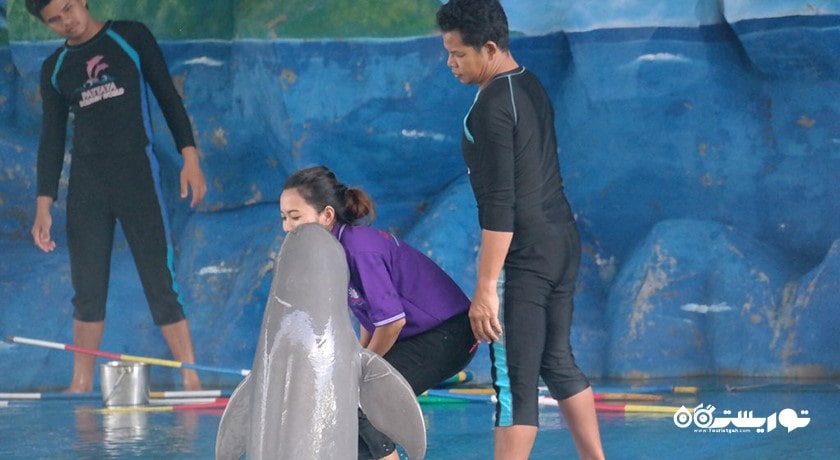 سرگرمی دنیای دلفین پاتایا شهر تایلند کشور پاتایا