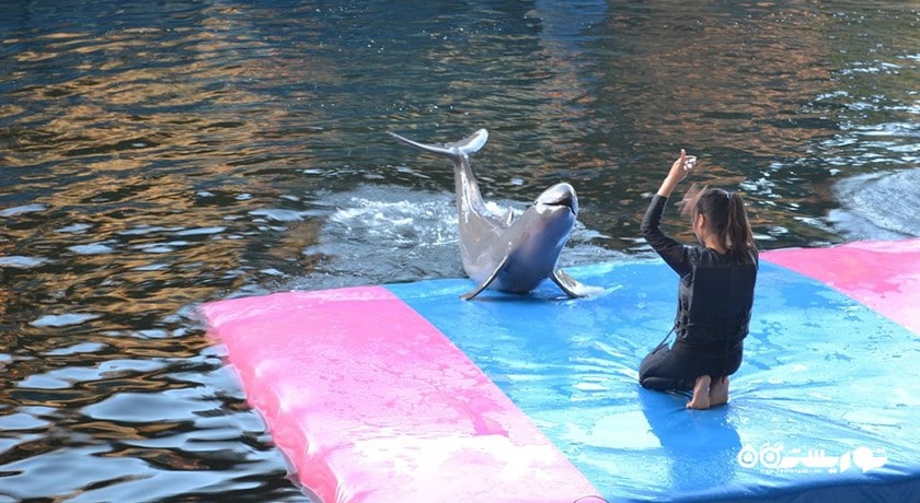 سرگرمی دنیای دلفین پاتایا شهر تایلند کشور پاتایا