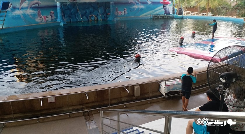 سرگرمی دنیای دلفین پاتایا شهر تایلند کشور پاتایا