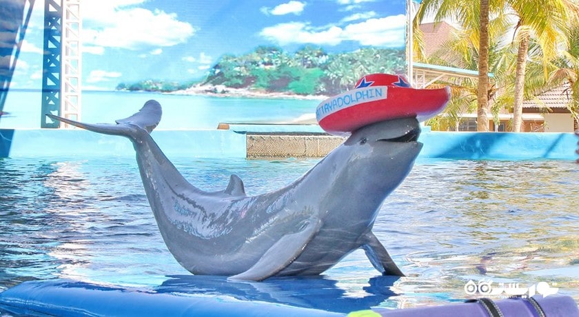 سرگرمی دنیای دلفین پاتایا شهر تایلند کشور پاتایا