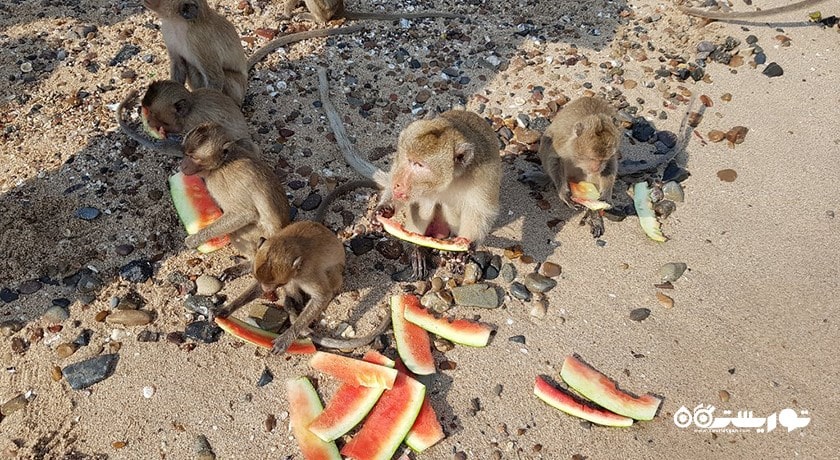 سرگرمی جزیره میمون در پاتایا شهر تایلند کشور پاتایا