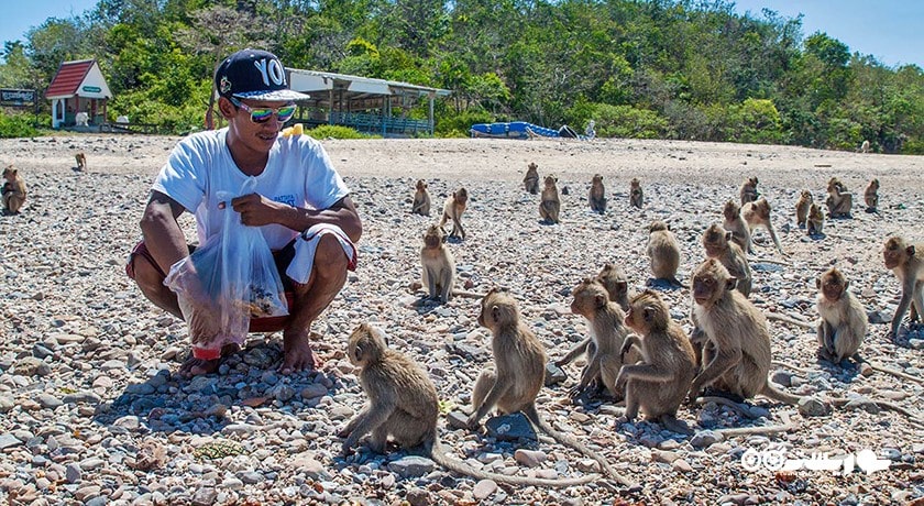سرگرمی جزیره میمون در پاتایا شهر تایلند کشور پاتایا