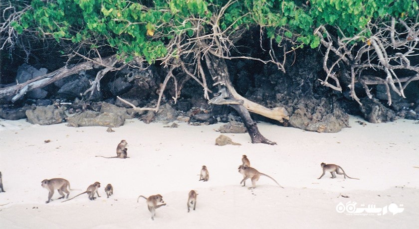 سرگرمی جزیره میمون در پاتایا شهر تایلند کشور پاتایا