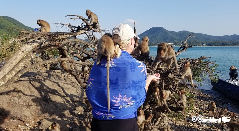 سرگرمی جزیره میمون در پاتایا شهر تایلند کشور پاتایا