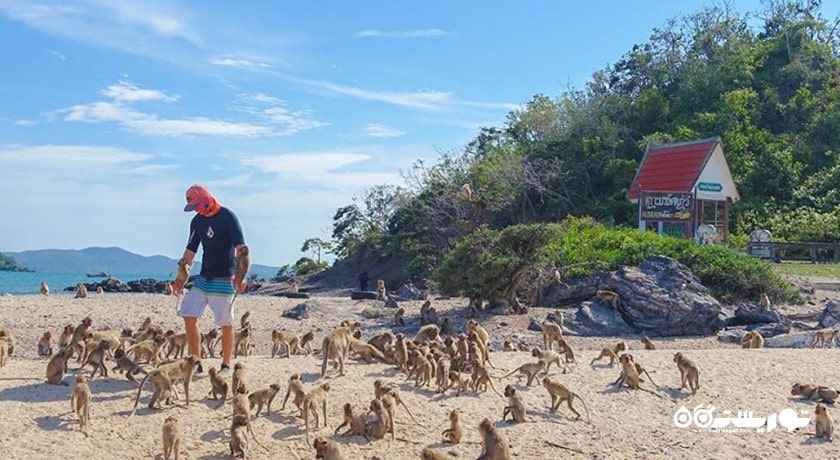 سرگرمی جزیره میمون در پاتایا شهر تایلند کشور پاتایا