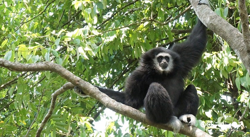 سرگرمی زیپ لاین در فلایت آف د گیبون شهر تایلند کشور پاتایا