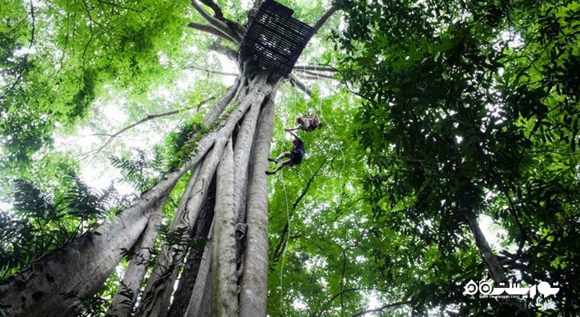 سرگرمی زیپ لاین در فلایت آف د گیبون شهر تایلند کشور پاتایا