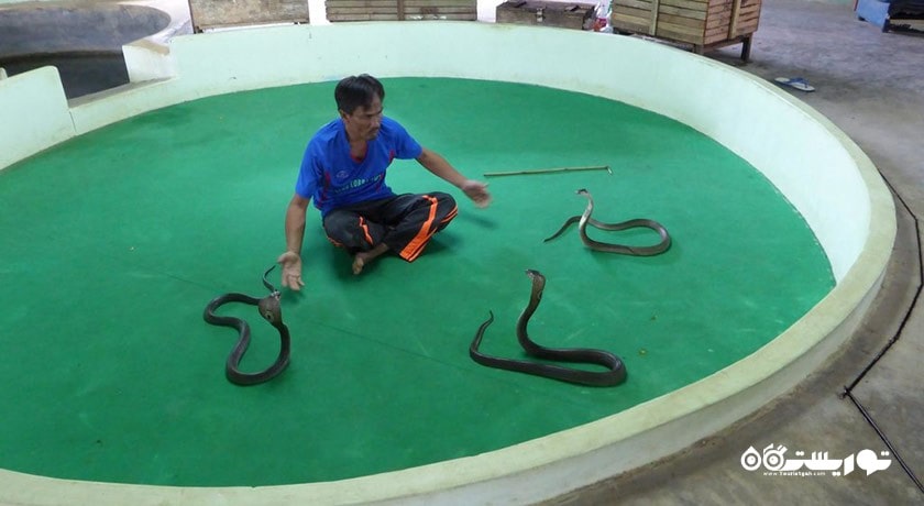 سرگرمی نمایشگاه بین المللی مار در پاتایا شهر تایلند کشور پاتایا