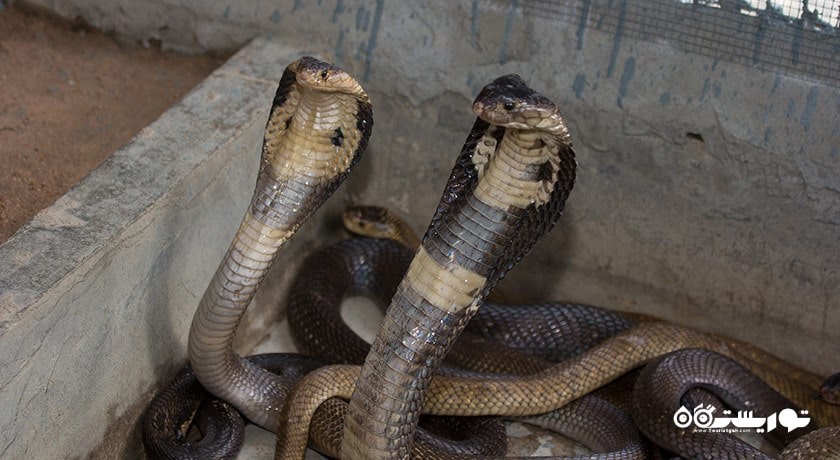 سرگرمی نمایشگاه بین المللی مار در پاتایا شهر تایلند کشور پاتایا