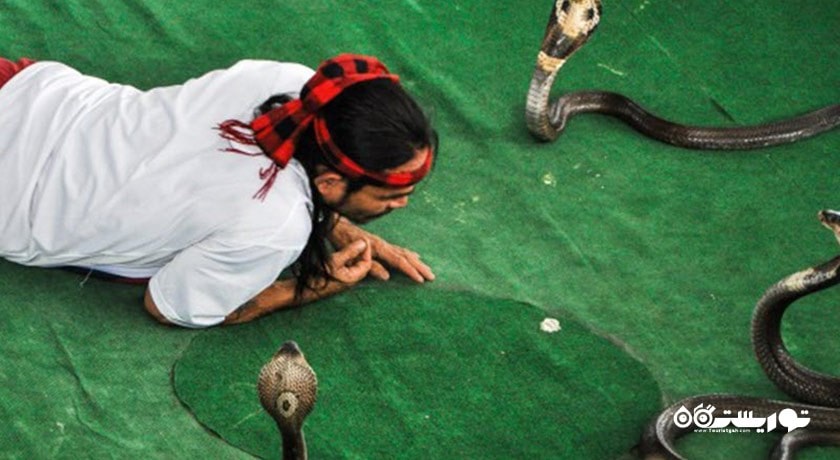 سرگرمی نمایشگاه بین المللی مار در پاتایا شهر تایلند کشور پاتایا