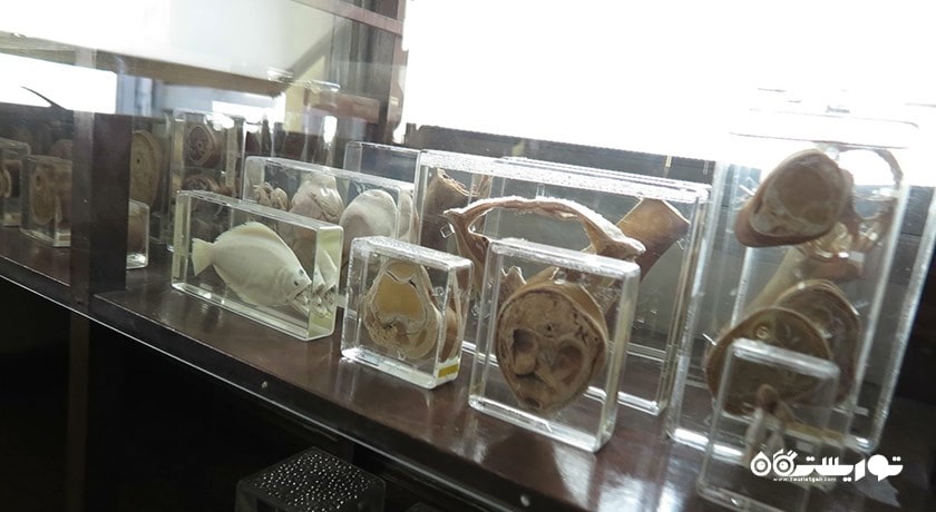 موزه پزشکی بانکوک -  شهر بانکوک