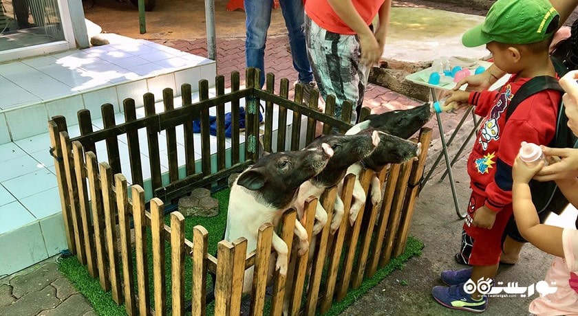 سرگرمی مزرعه کروکدیل ساموت پراکان شهر تایلند کشور بانکوک