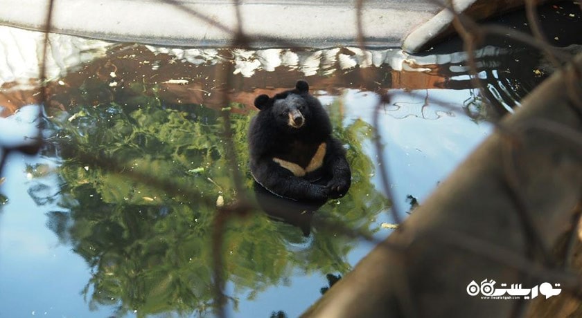 سرگرمی مزرعه کروکدیل ساموت پراکان شهر تایلند کشور بانکوک