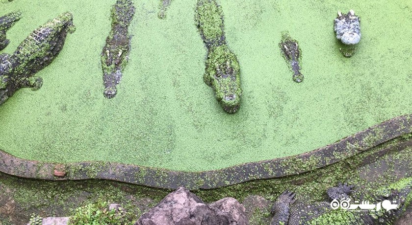 سرگرمی مزرعه کروکدیل ساموت پراکان شهر تایلند کشور بانکوک