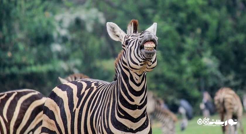 سرگرمی پارک و باغ وحش دنیای سافاری شهر تایلند کشور بانکوک