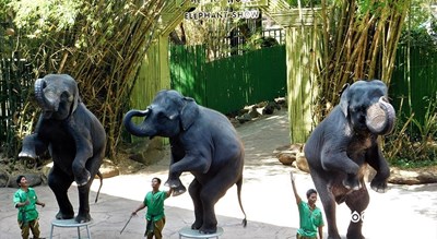 پارک و باغ وحش دنیای سافاری -  شهر بانکوک