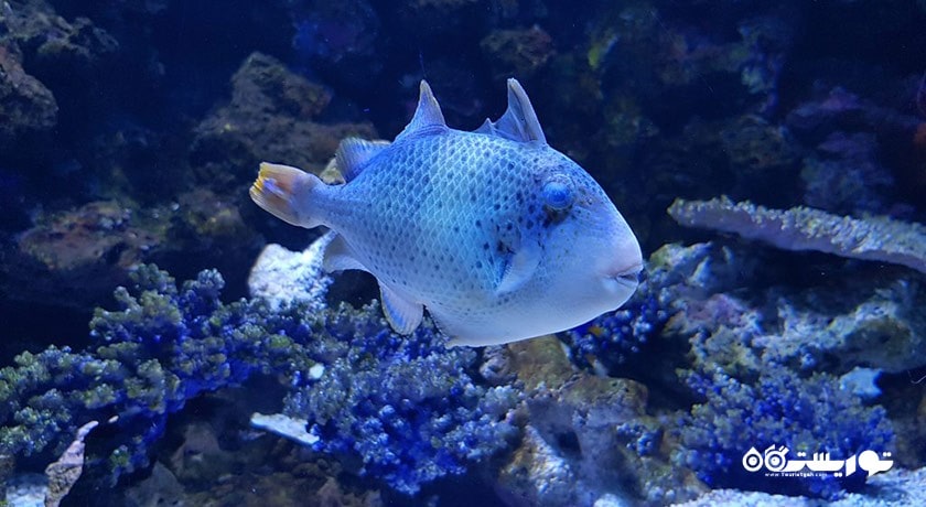 سی لایف بانکوک اوشن ورلد -  شهر بانکوک