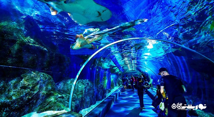 سرگرمی سی لایف بانکوک اوشن ورلد شهر تایلند کشور بانکوک