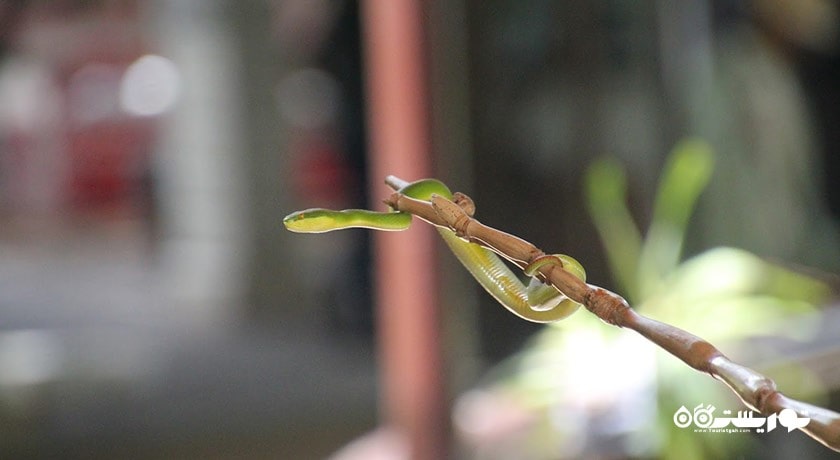 سرگرمی مزرعه مارها (موسسه یادبود ملکه ساووابها) شهر تایلند کشور بانکوک