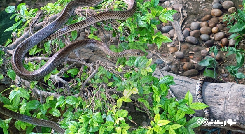 سرگرمی مزرعه مارها (موسسه یادبود ملکه ساووابها) شهر تایلند کشور بانکوک
