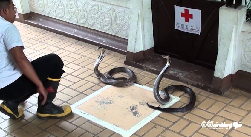 سرگرمی مزرعه مارها (موسسه یادبود ملکه ساووابها) شهر تایلند کشور بانکوک